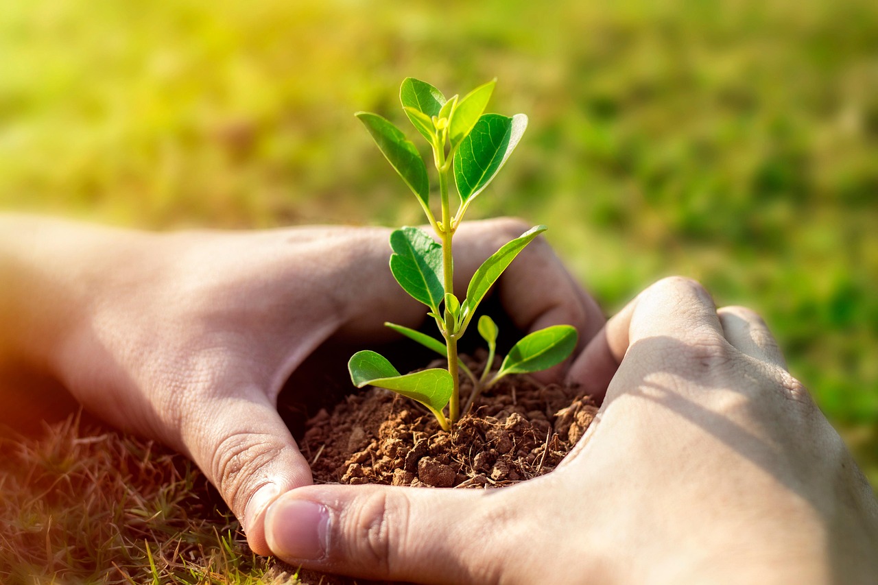 Plantaciones - Servicio profesional de jardinería en Madrid